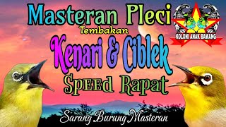 Download lagu Masteran Pleci Tembakan Kenari & Ciblek Kualitas HD mp3