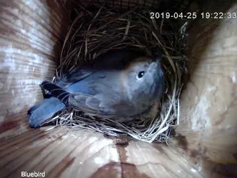 Bluebird Nest 21 just hanging on a rainy day.   2019