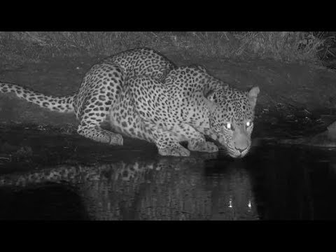 Djuma: Leopard-Molwati male - 23:30 - 09/16/19