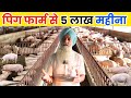 जाने पिग फार्मिंग से लाखो कमाने का राज II Pig Farming II Pig II Pig Farm Business