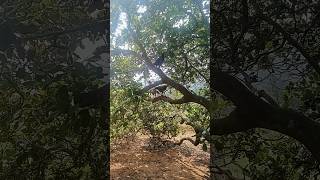 Download lagu 🐓வாடா புதுமாப்பிள்ளை😹 #funny #comedy #viral #susee mp3 Download lagu 🐓வாடா புதுமாப்பிள்ளை😹 #funny #comedy #viral #susee mp3