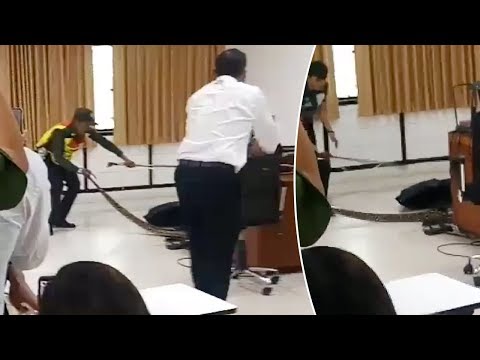 Python Slithers Into University Lecture Sparking Panic