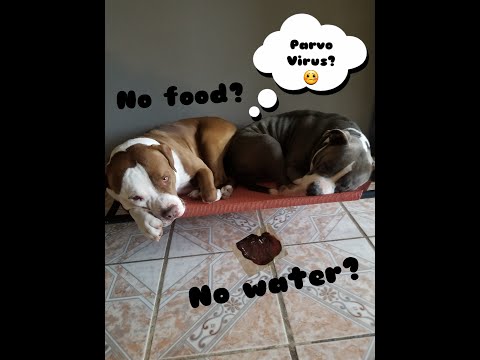HOW TO CURE YOUR DOG FROM THE PARVO VIRUS AT HOME!!! STARTS WORKING IMMEDIATELY!!