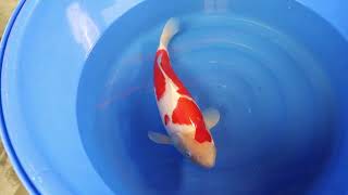 video van Kohaku 2306014