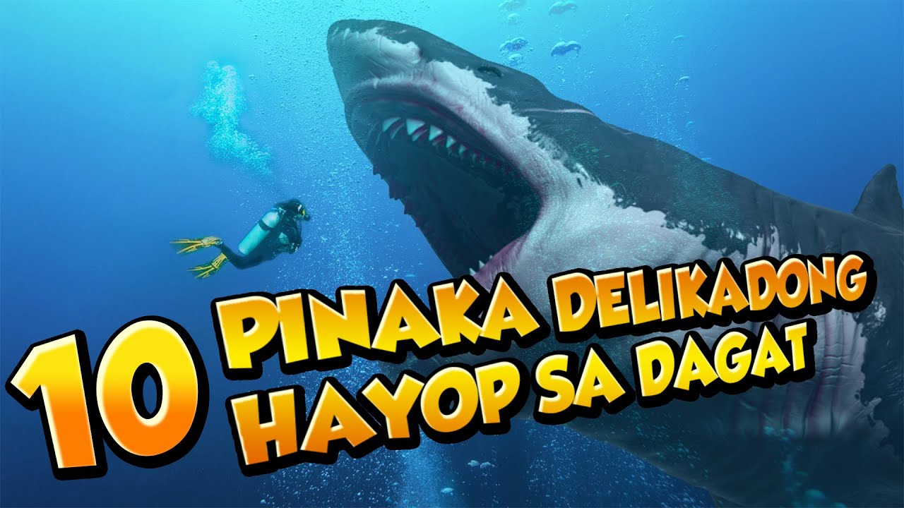 10 PINAKA DELIKADONG HAYOP SA DAGAT | Ngayon Alam Mo Na!