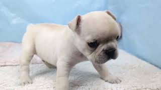 フレンチブルドッグの動画01