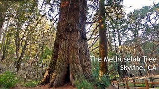 The Methuselah Tree, Skyline