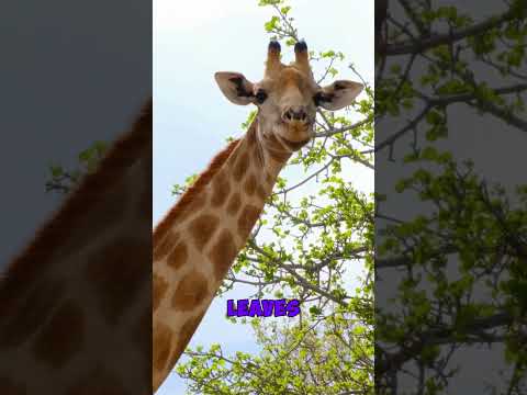 Graceful Giants: A Day in the Life of Giraffes! #facts #travel  #motivation #nature  #mystery