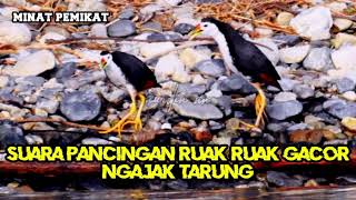 Download lagu SUARA RUAK RUAK GACOR TERBARU 2025 sangat ampuh untuk master dan pikat mp3