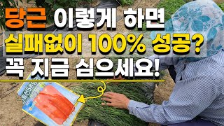 당근 심는시기, 꼭 장마철에 심어야 하는 이유는? 당근 재배 당근 텃밭농사 - Carrot cultivati…