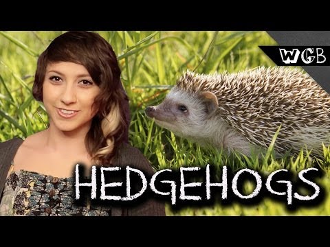ハリネズミは奇妙で、キモくて、美しい (Hedgehogs Are Weird, Gross & Beautiful)