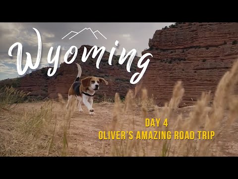 Cute beagle goes to Wyoming and climbs a mountain