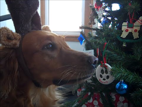 download lagu mp3 mp4 Golden Retriever Ornaments, download lagu Golden Retriever Ornaments gratis, unduh video klip Golden Retriever Ornaments