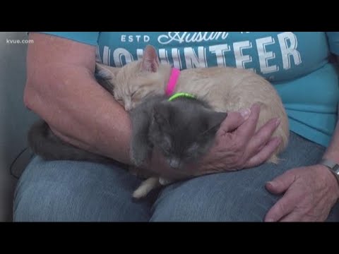 Pet of the week: Kittens Alice, Taz, Sylvester, Alvin, Reyna