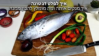 איך לפלט דג טונה - דגתם או קניתם דג טונה? איך מנקים אותה ומה מומלץ להכין ממנה - המדריך המלא חלק א'