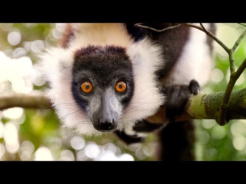 Madagaskar 2025-09,  Rainbow Tours  "Natura Lemura"