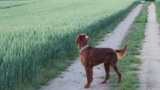 Irish Setter jumping through Hay