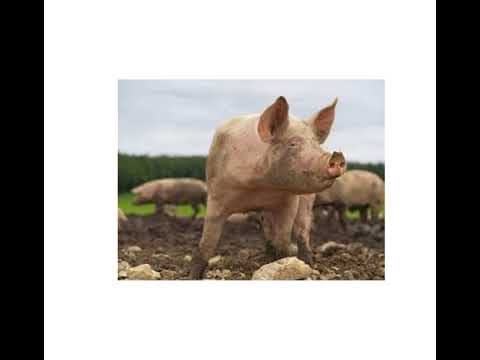 Sightwords with animals pptx