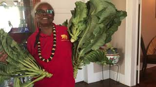 FARMERS MARKETS - SELLING TAMALES AND HOW TO PICK AND PREPARE COLLARD GREENS FOR COOKING