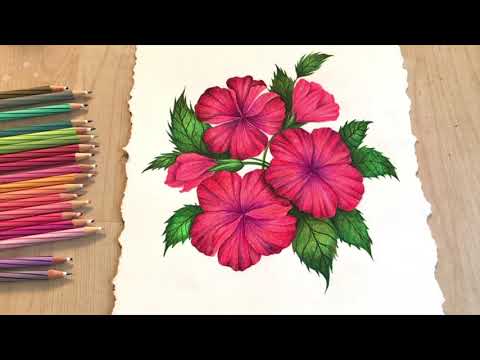 COLOR PENCIL TUTORIAL : HOW TO DRAW HIBISCUS?
