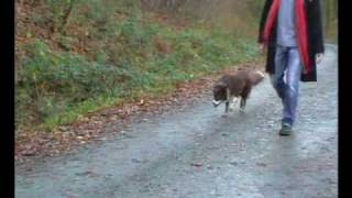 Townes Van Zandt St John the Gambler The Sheiling