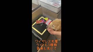 ゴールデンレトリバーのムック店長が、ガジェット系ナイトテーブルを紹介しました♪ #ゴールデンレトリバー #ムック店長 #大八家具 #家具 #愛犬 #サイドテーブル #ガジェット #大阪 #東淀川区