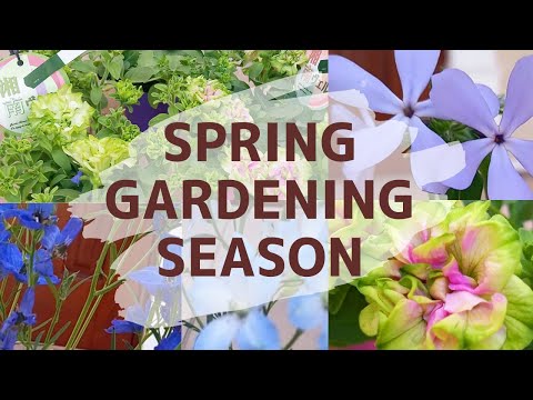 これはライラックを自分で増やす方法です 植物