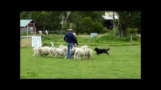 preview picture of video 'Belgian shepherd herding sheep'