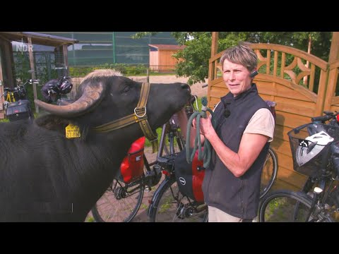 Auf dem Wasserbüffelhof in Warpe [26.11.2020]