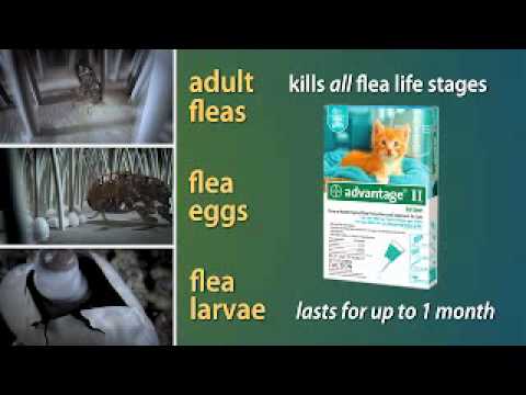 Advantage II Medium Dogs 11-20 lbs.|Vet-Recommended Flea Treatment & Prevention|12-Month Supply + Tapeworm Dewormer for Dogs (5 Tablets) Video