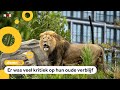 Leeuwen in Artis hebben eindelijk ruimte, klimbomen en een waterval