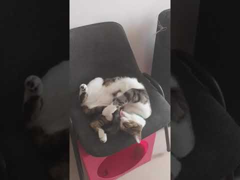 Tutorial baño de gato