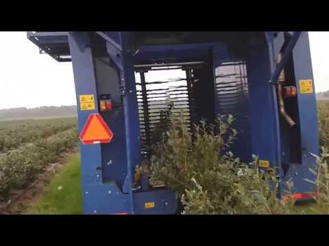 blauwe bessen plukmachine