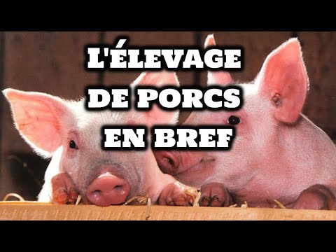 , title : 'Comment élever des Cochons'