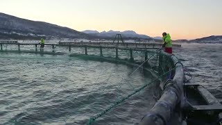 Mer odlad fisk kan mätta fler i framtiden - Nyheterna (TV4)