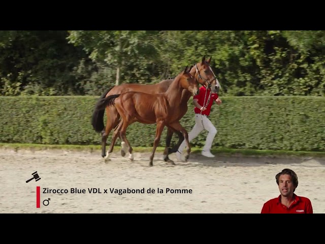 Zirocco van de Eijkhof Z