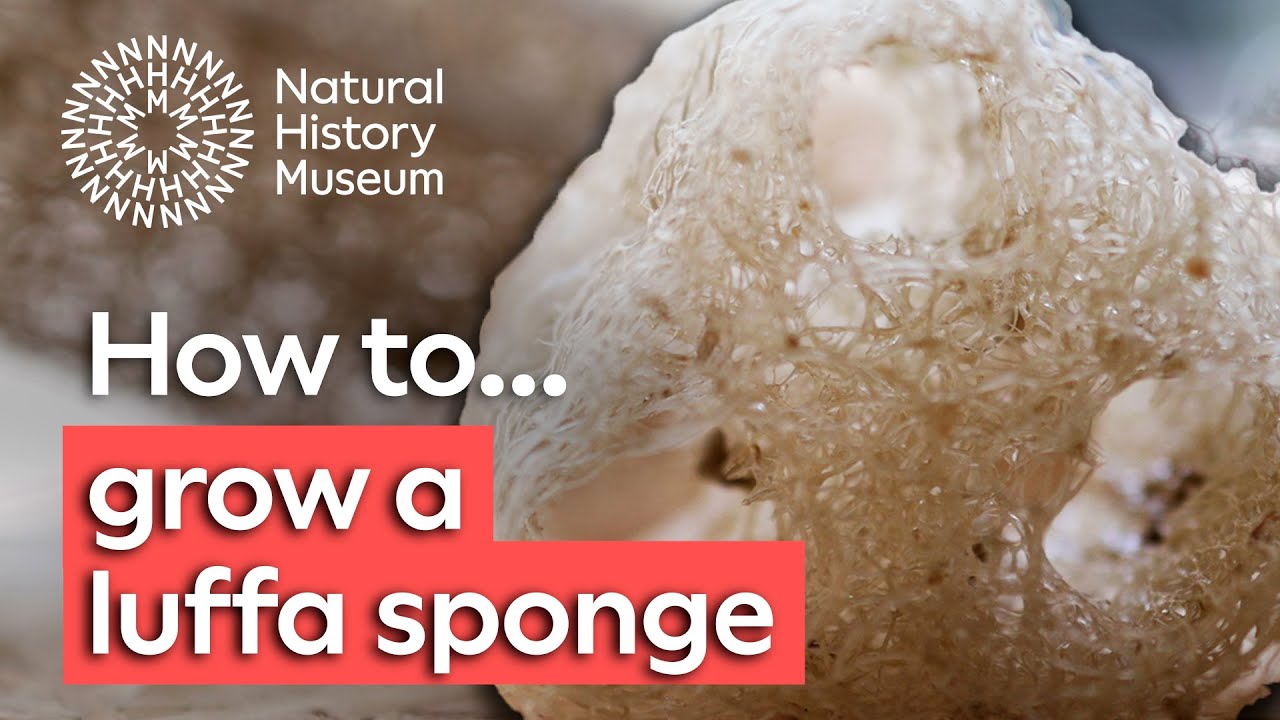 How to grow a loofah Natural History Museum