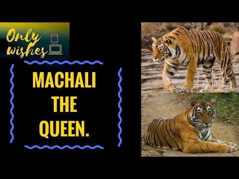 Machali  the Tigress T16 - The Queen of  Ranthambore National Park