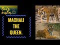 Machali The Tigress T16 The Queen Of Ranthambore National Park