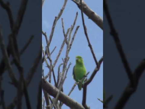 #Tuim #papacu na #natureza #shorts