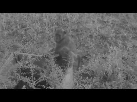 Djuma: Impala and Wildebeest grazing as Baboons get settled for the night - 18:44 - 02/12/19