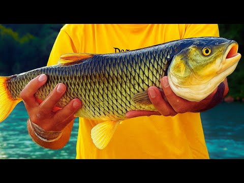 Tatlı Su Kefali Aniden Saldırdı! | Kasna Avı MACERASI 🎣 | Chub Fishing