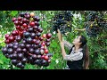 Harvest Wild Grapes For Wine And Cook With Drumstick Wild Grapes Wine Wild Grapes In My Homeland
