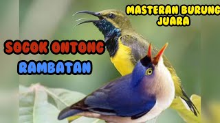 Download lagu 🔴MASTERAN BURUNG SOGOK ONTONG & BURUNG RAMBATAN #muraibatuisianmewah #sogokotong #burungrambatan mp3