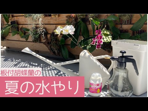 園芸 胡蝶蘭にいつ、どのように水をやるのですか?