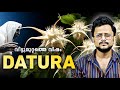 Datura/Ummath, Deadliest Drug | Malayalam | Aswin Madappally