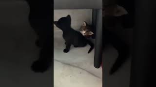 Life’s better with you weirdos by my side ❤️😂 #comedy #animals #shorts