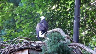 preview picture of video 'National [DC] Zoo Bald Eagle (HD)'