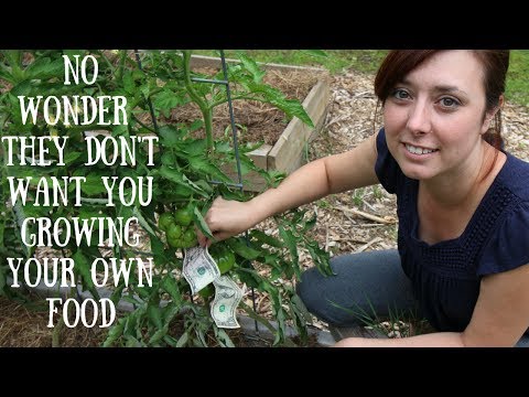 Modern Homesteading = Growing MONEY! Video