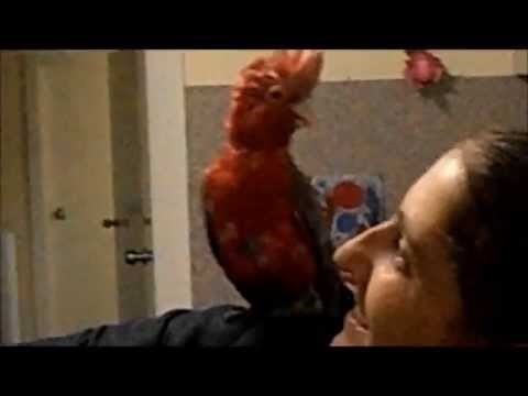 download lagu mp3 mp4 Cool Galah, download lagu Cool Galah gratis, unduh video klip Cool Galah